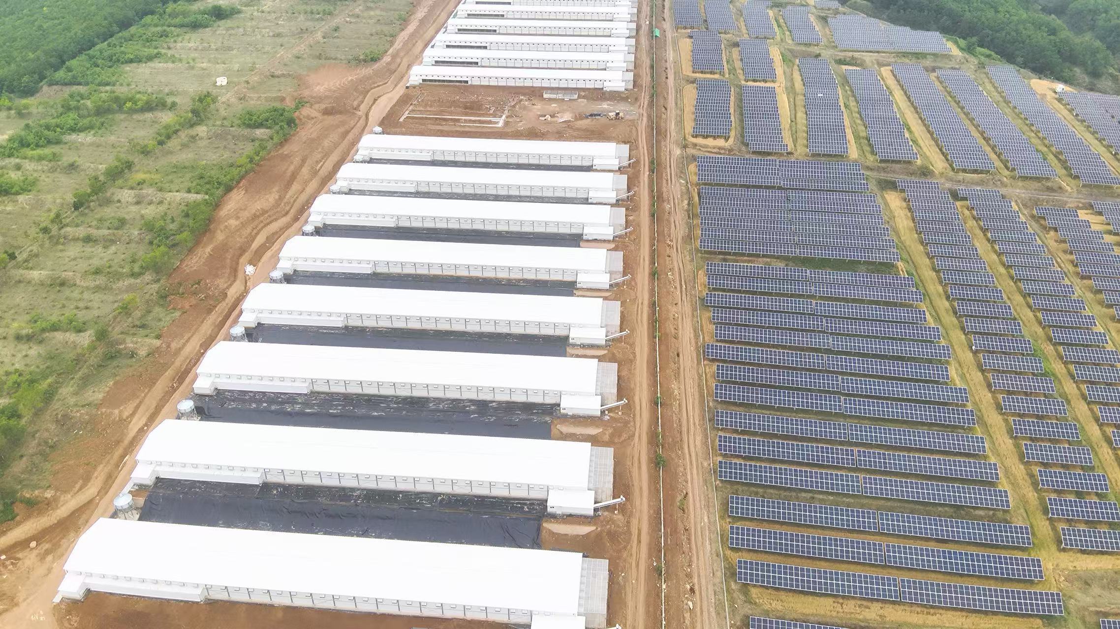 Steel Structures of 18 Pullet Houses Fully Completed！