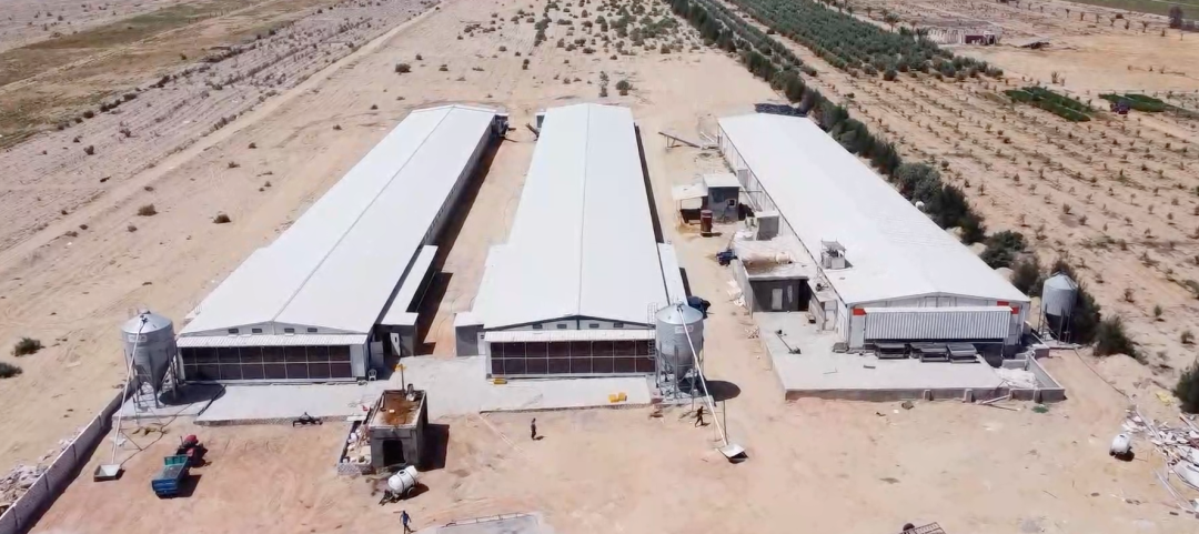 A Modern Broiler Farm Project in Egypt