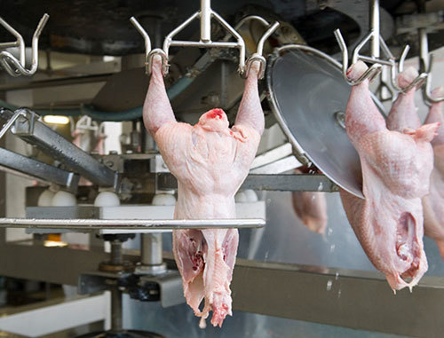 Sistema estándar de sacrificio de ganado y aves de corral