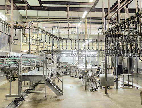 Artificial Slaughter Methods of Goose