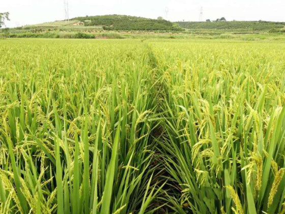 中早35水稻品种图片