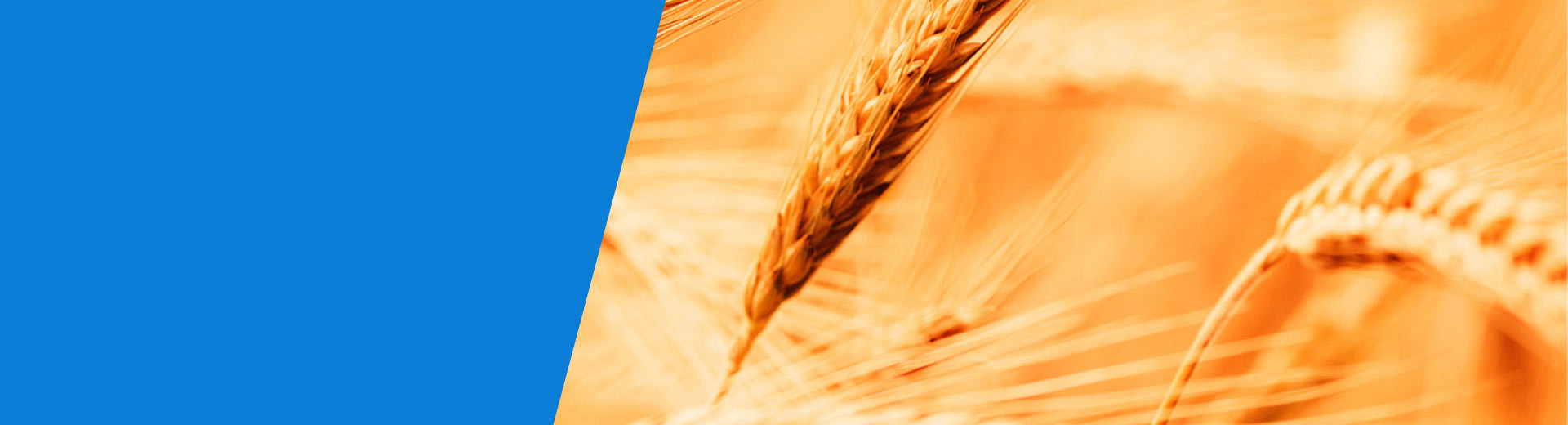 Leading the Evolution of Drip Irrigation: Our Trailblazing Journey