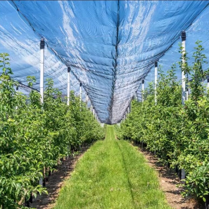 ANTI-HAIL NET