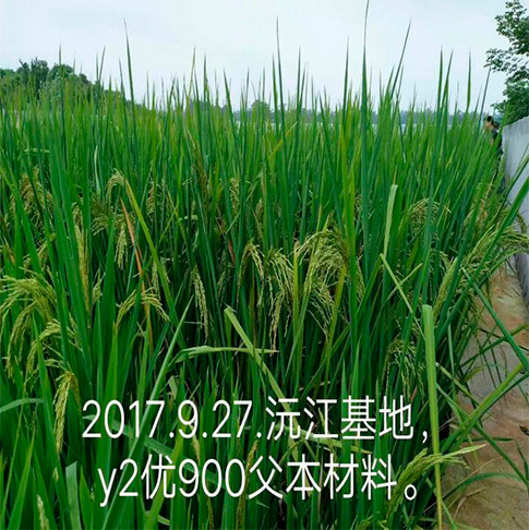 湖南沅江育種基地