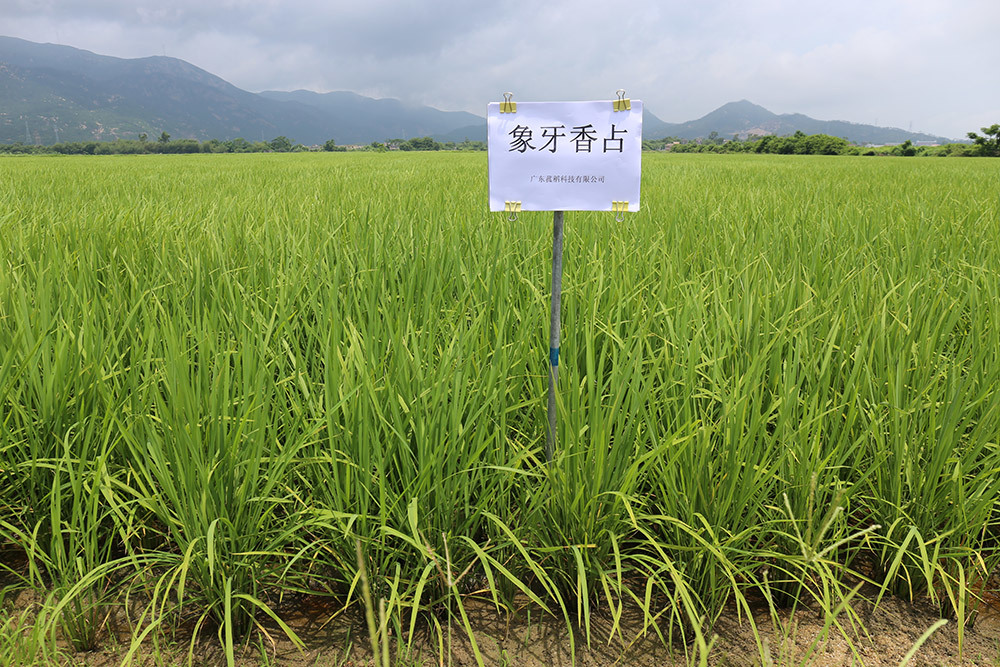 江門臺山基地