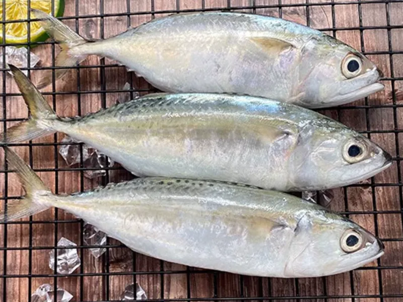 Frozen white noodle fish