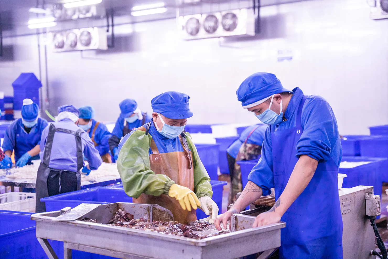 Processing and making of frozen fish Processing and making of frozen fish