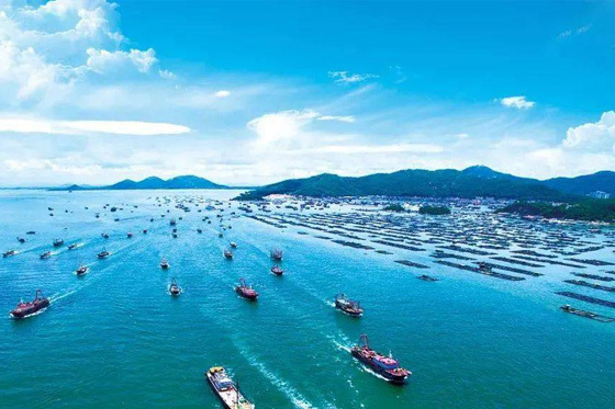 魷魚(yú)有什么營(yíng)養(yǎng)價(jià)值？
