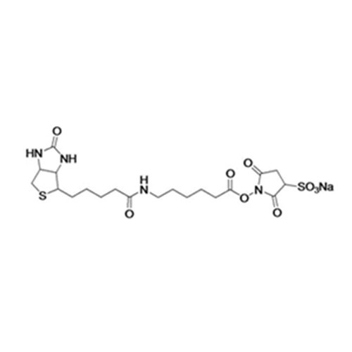 Sulfo-NHS-LC-Biotin，Sulphosuccinimidyl-6-(Biotinamido)Hexanoate