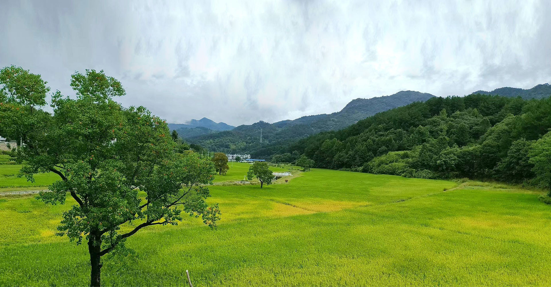 茶西河谷高山有機(jī)稻種植基地