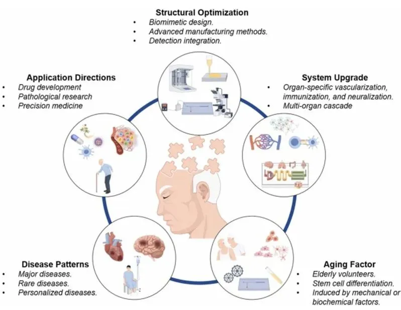 A review article on the latest advances in microphysiological systems by the Gu Zhongze team from Southeast University was published in Ageing Research Review.