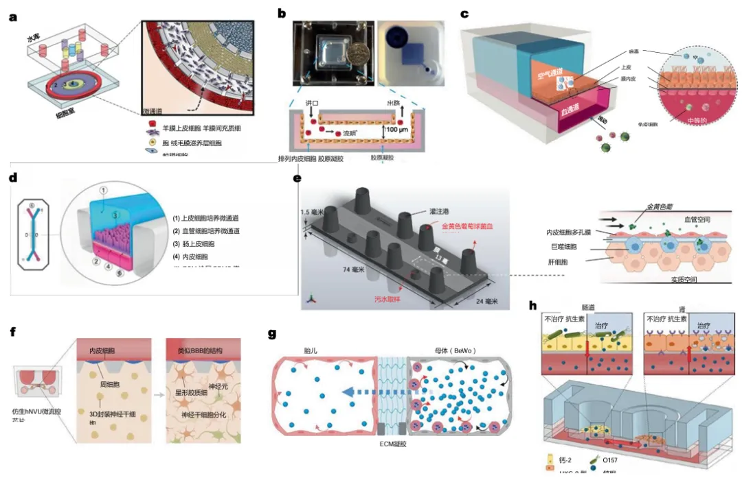 Break the mold! Organ-on-a-chip models open up new avenues for infectious disease research