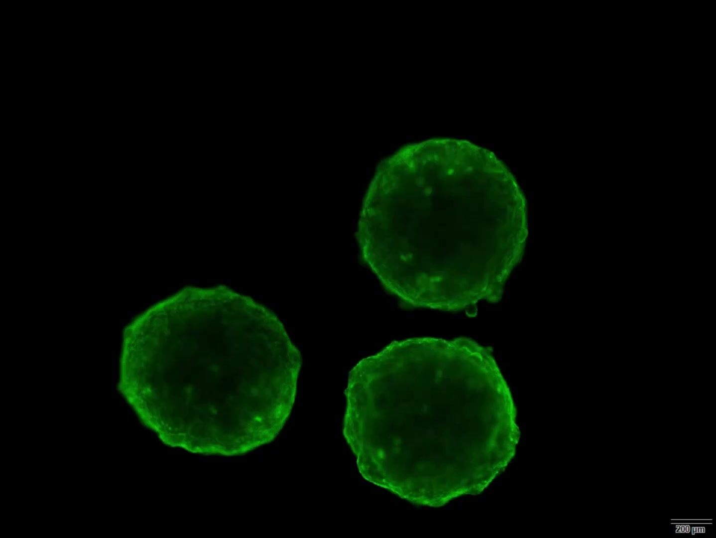 Linking Organchip, Linking Health
