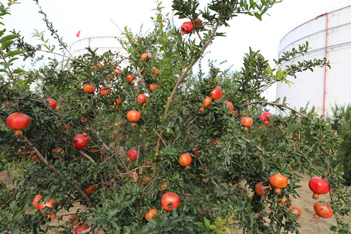 Pomegranate Ripe Picking Busy Spring and Autumn Send Deep Feelings