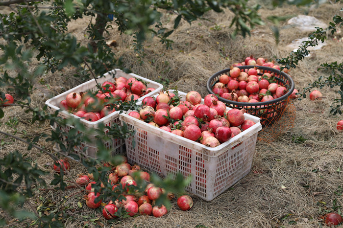 Pomegranate Ripe Picking Busy Spring and Autumn Send Deep Feelings