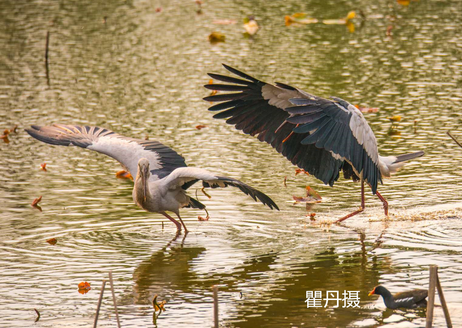 翠湖精灵