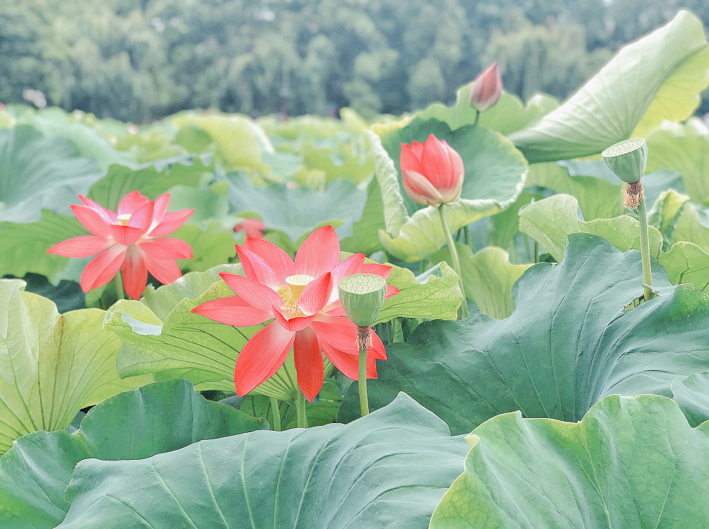 昆明翠湖莲华禅院图片