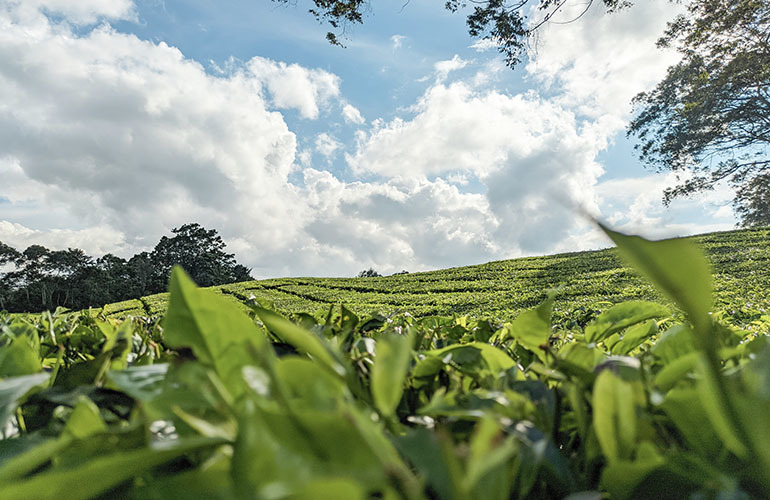 Can tea machinery and equipment improve tea production and processing efficiency?