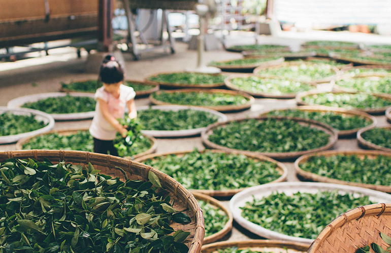 Basic production and packaging process of green tea