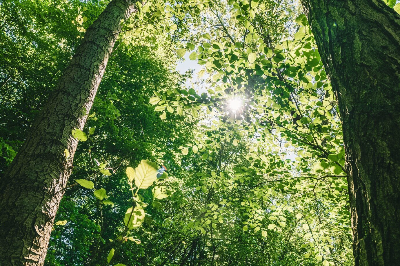 How the household goods industry is responding to the green trend