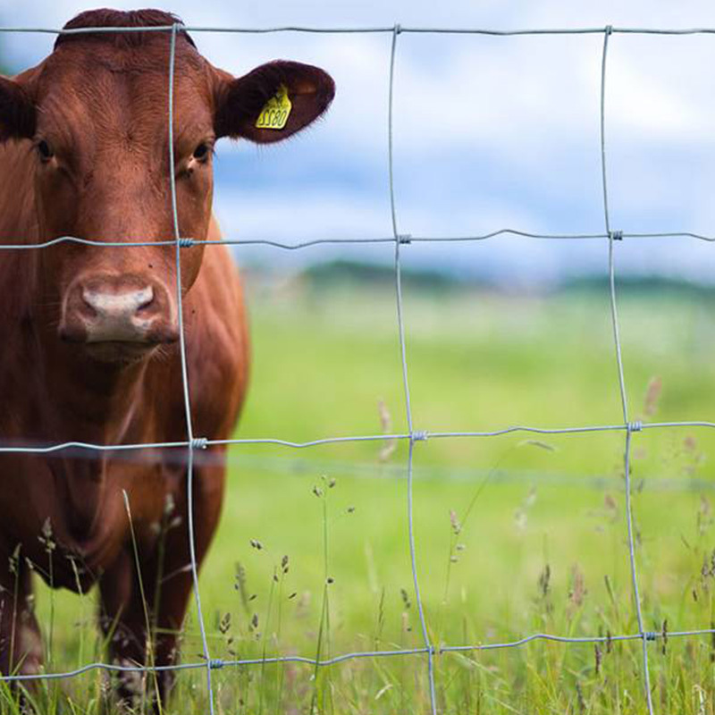 High tensile galvanized wire farm fencing fixed knot cattle fence