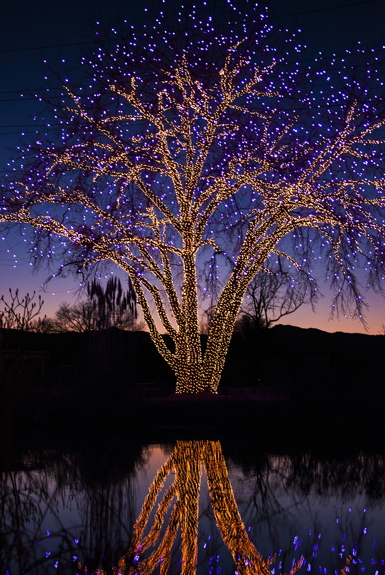 Enhancing Your Outdoor Spaces with Low Voltage Landscape Lighting