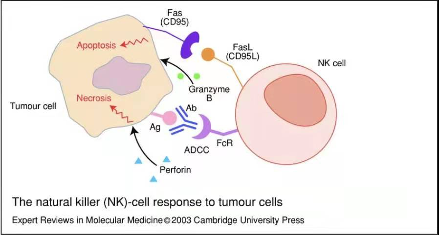 基因编程NK（自然杀伤细胞）有效抑制肿瘤生长