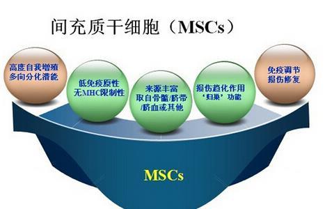 新研究證實：間充質干細胞治療長期安全，具有持久效果
