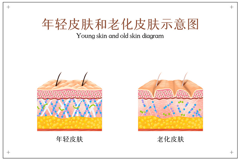 間充質干細胞在皮膚再生中的應用