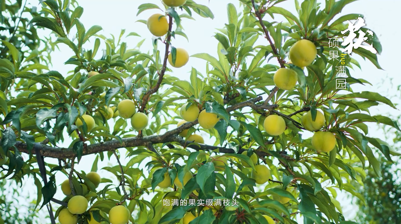 種植基地