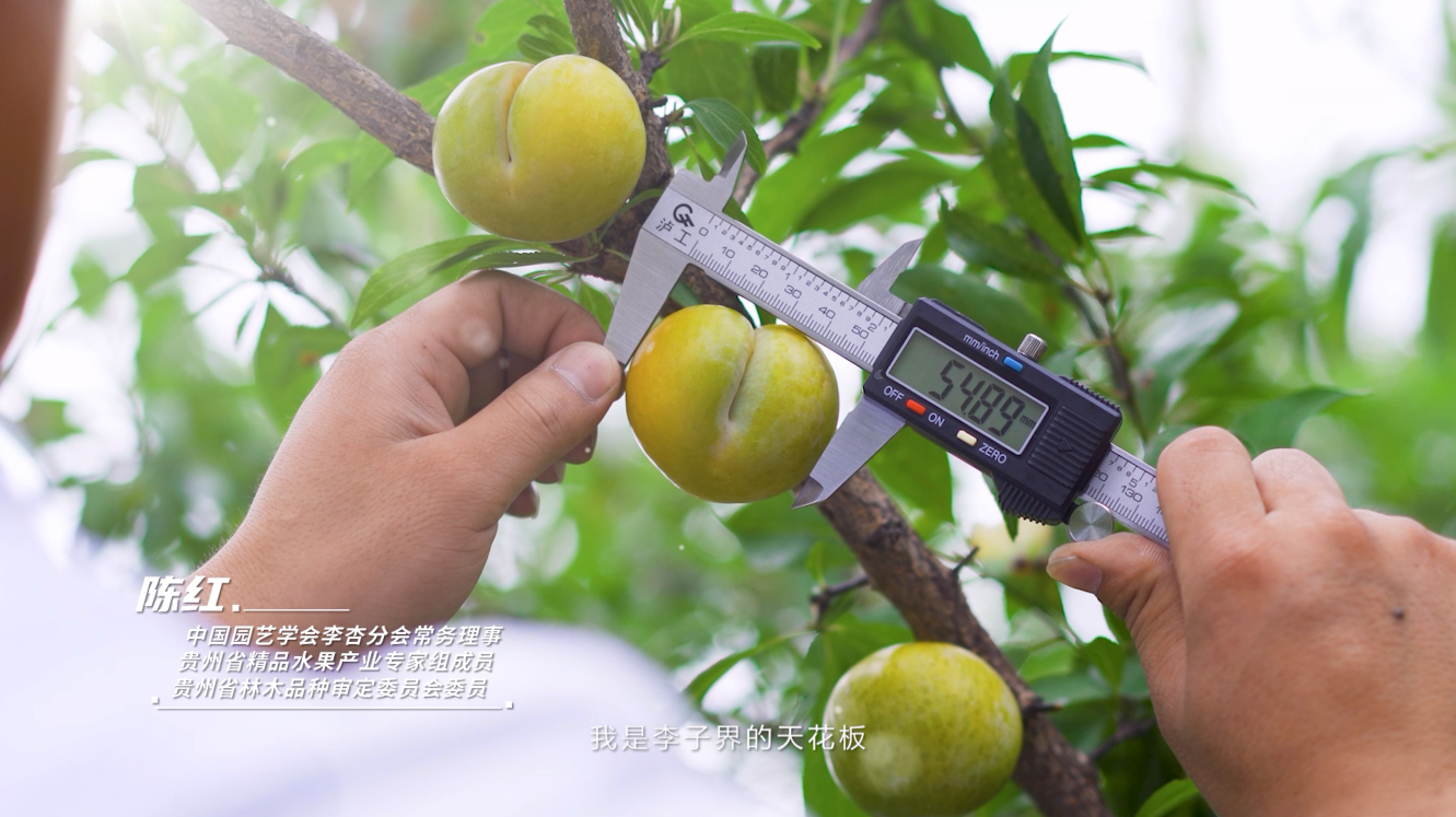 技術(shù)支持