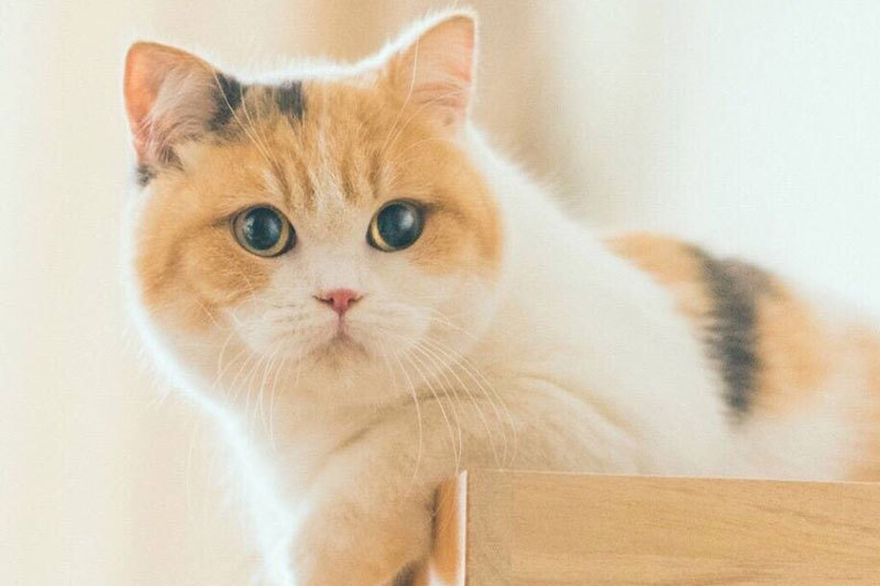 What about cat black chin? Teach you a few moves easy prevention