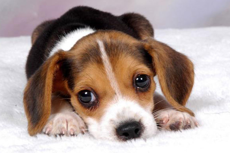 Spring dog disease prevention and care to prevent dogs from catching a cold in spring