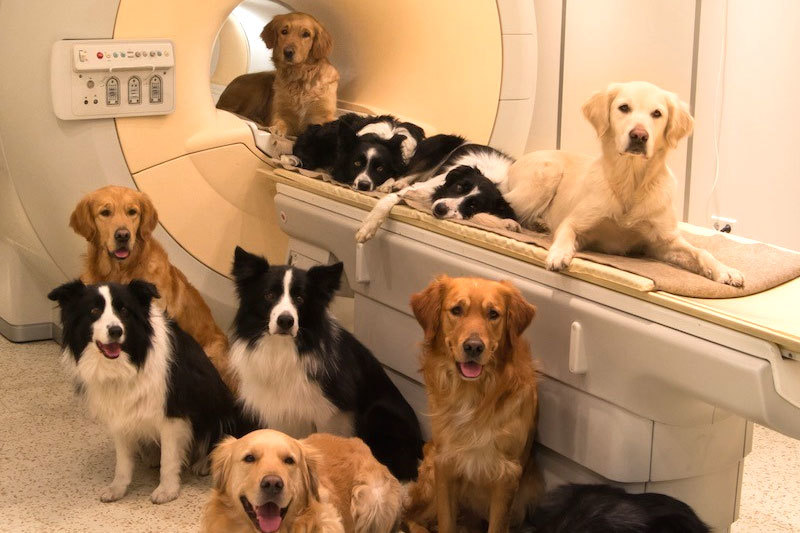 Essential Preventive Health: What Does Your Dog Need?