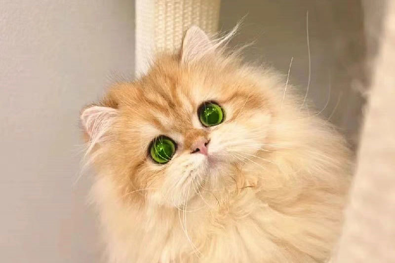 Mata 