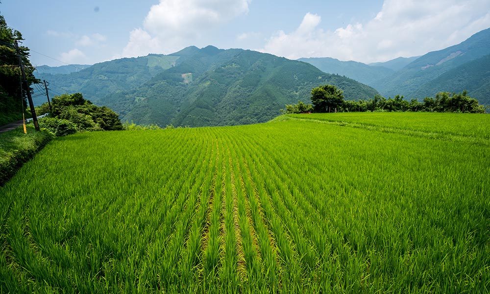 农业农村部启动实施农垦两项行动推动粮油产能提升