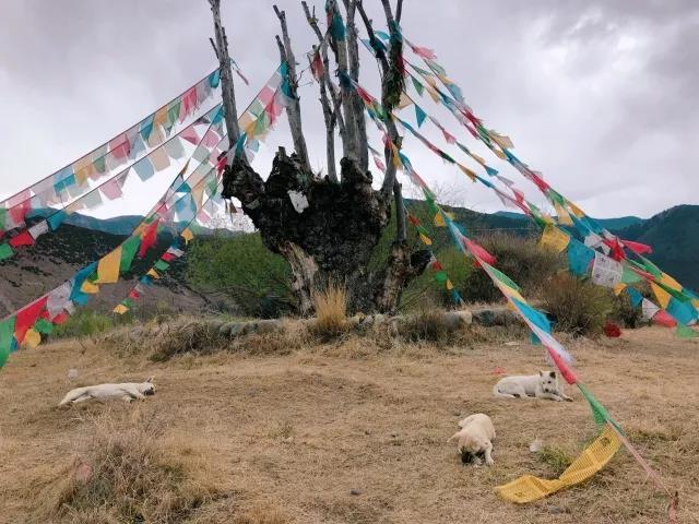 成都千川木业有限公司