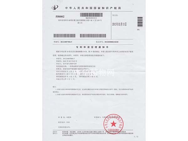 一种鸡油菌对马尾松幼苗的浸染方法