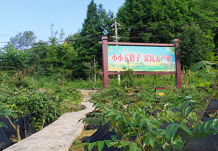 種植基地