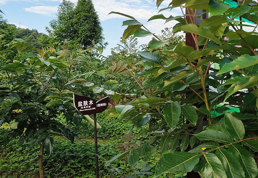 種植基地