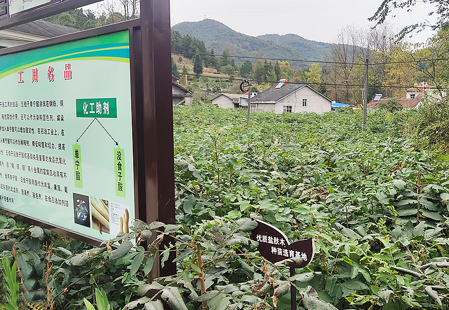 種植基地
