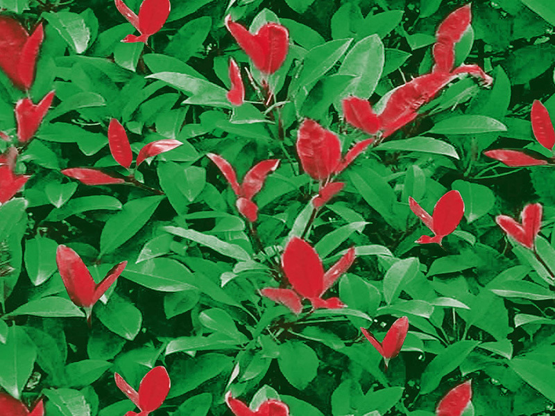 Two color print