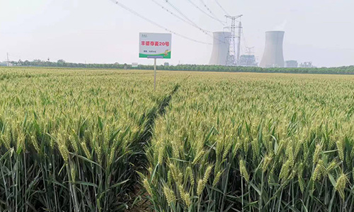 重磅！亩产855.2公斤！丰德存麦20号再次刷新黄淮冬麦区单产最高纪录！