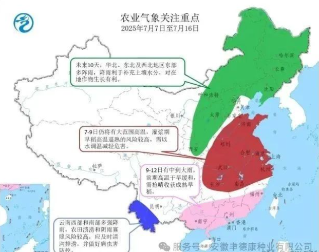 近期高溫對農(nóng)作物有何影響？