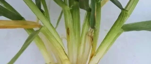 為什么夏玉米易出現(xiàn)缺苗斷壟現(xiàn)象？如何預(yù)防？