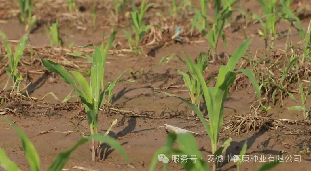 玉米每個生長階段不同特點，你知道嗎