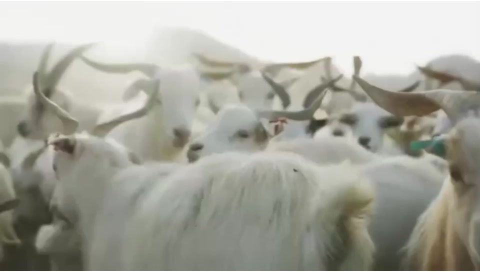 Tibetan sheep focus on giving new life to beautiful things