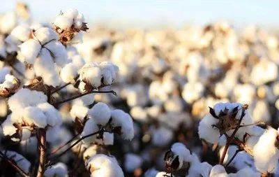 观察 | 2023年国内外棉花市场回顾 2024年行情展望