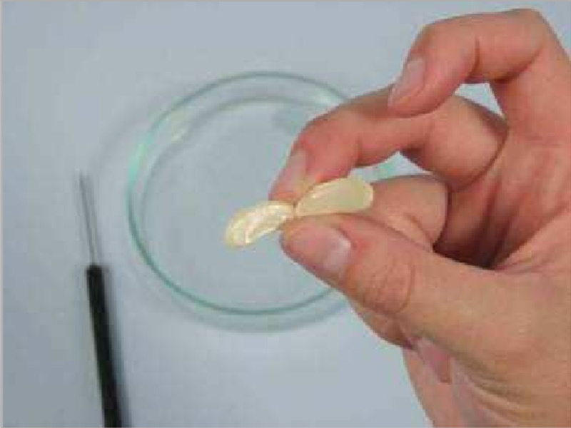 研究种子的结构