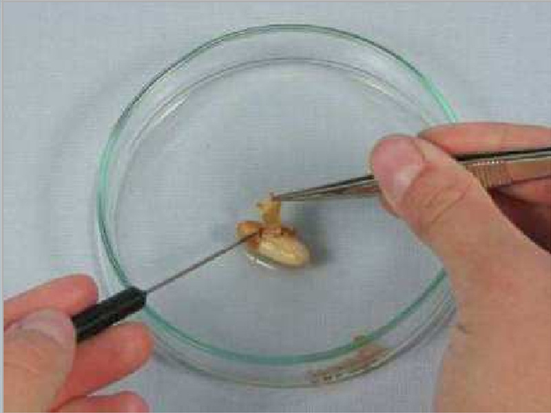 研究种子的结构